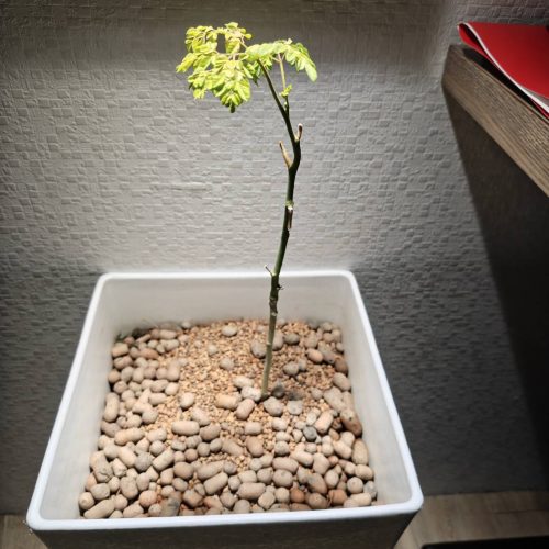 綠金認養168 (辣木盆栽認養)