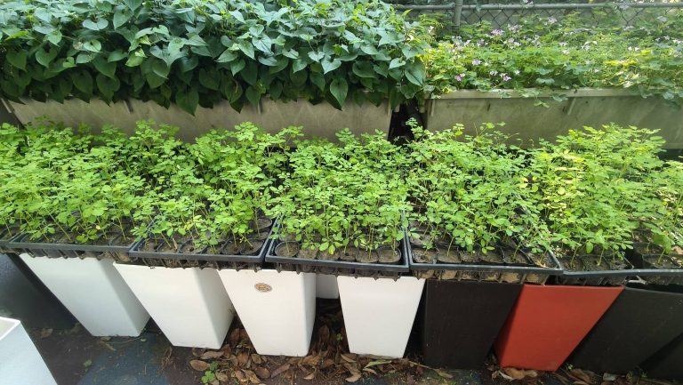 為健康帶來奇蹟-4：當「花樹銀行」來到桃園