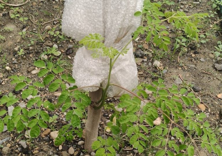 見證奇蹟之樹的生命力：一段辣木枝條，如何在碎石地上重新發芽