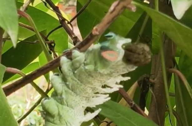 【花樹銀行播種者手札】大進大出的生命哲學：皇蛾幼蟲的「吃貨」日常