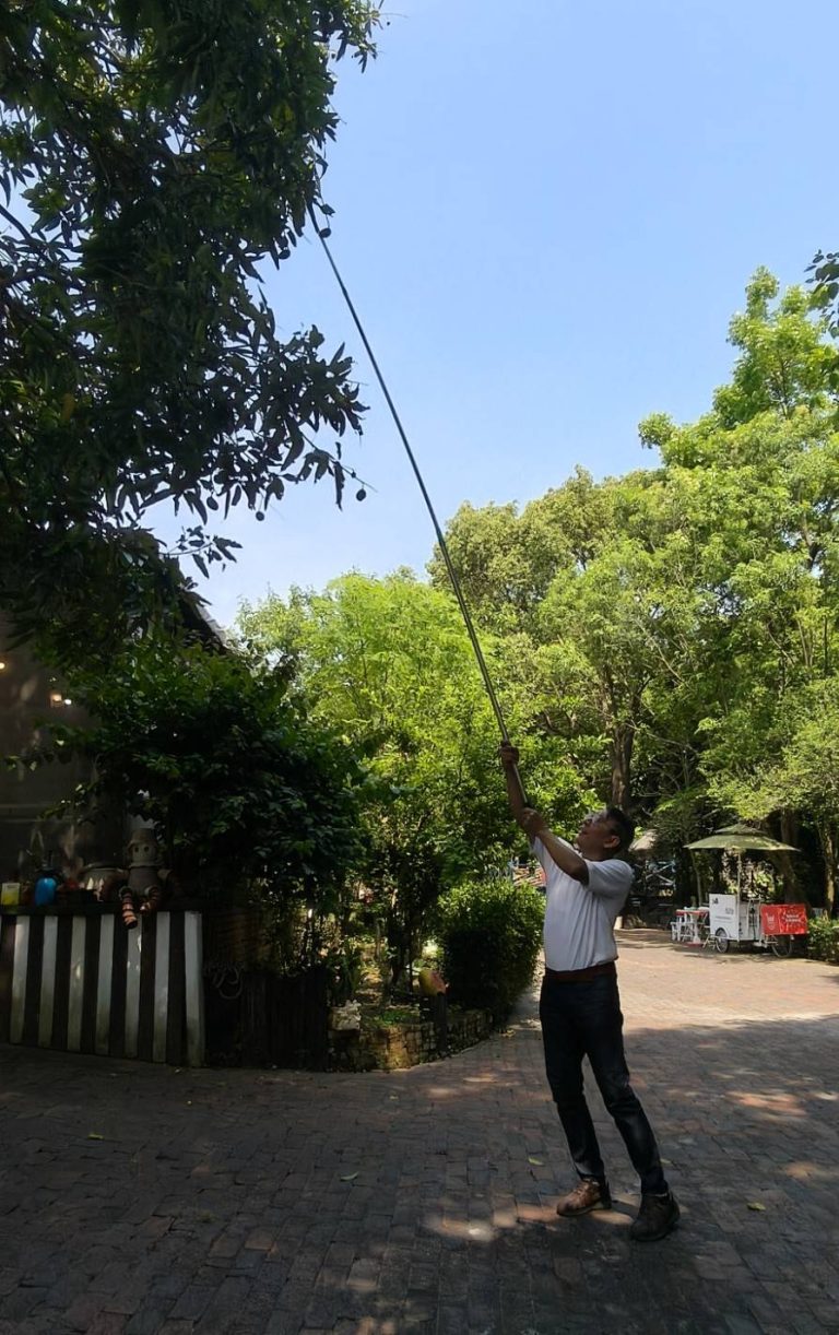 【花樹銀行】樹梢上的鹹酸甜：那一抹跨越五十年的初夏滋味
