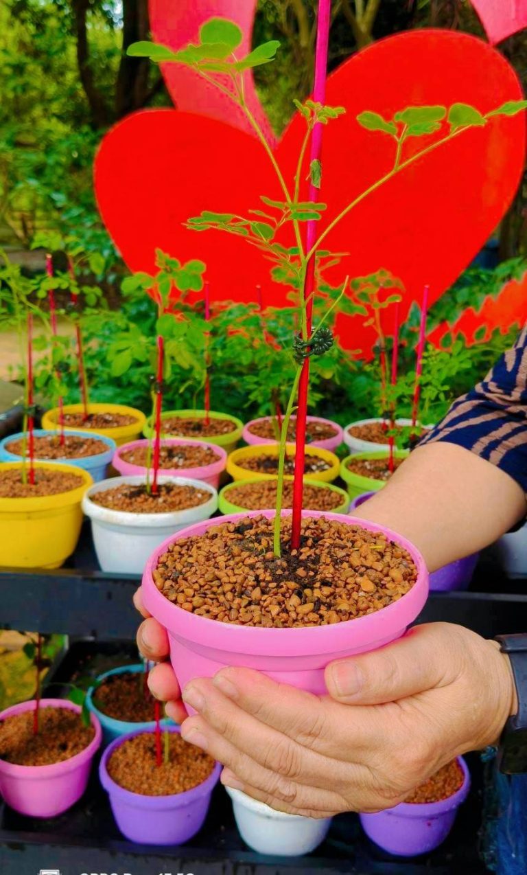 【花樹銀行】送給媽媽一份「會長大的健康承諾」💞