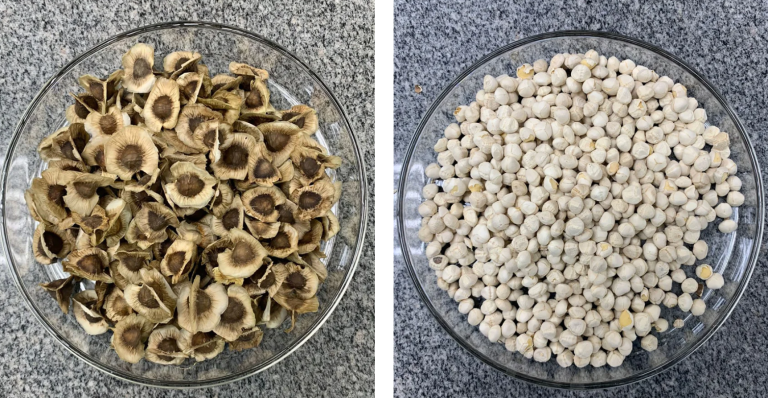 超越化學過濾：辣木籽如何以 98% 的效率成為微塑膠危機的天然解方？