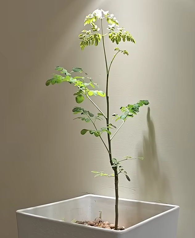 【花樹銀行】【生活提案】這不只是園藝！我認養的「奇蹟之樹」辣木在室內長大啦！🌿